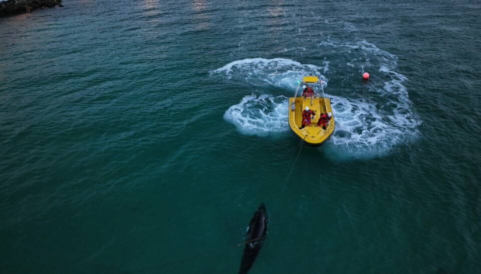 REDDET: Fiskeridirektoratets sjøtjeneste måtte rykke og for å berge vågehval ved Rebbenesøy i Troms på torsdag. Kvalen hadde viklet seg inn i et iletau.