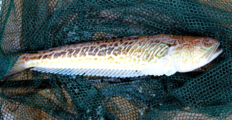 YPPERLIG MATFISK: Fjesingen har giftpigger, men er også en vakker fisk og en ypperlig matfisk. YPPERLIG MATFISK: Fjesingen har giftpigger, men er også en vakker fisk og en ypperlig matfisk.