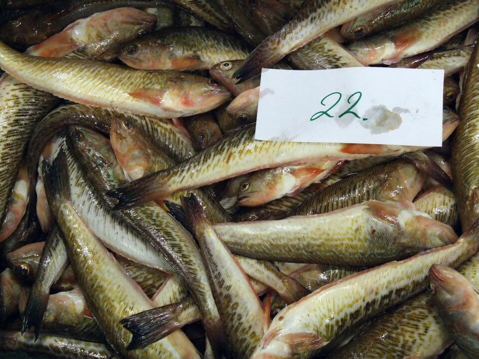 FISKEAUKSJON: På danske fiskeauksjoner omsettes det store mengder fjesing.