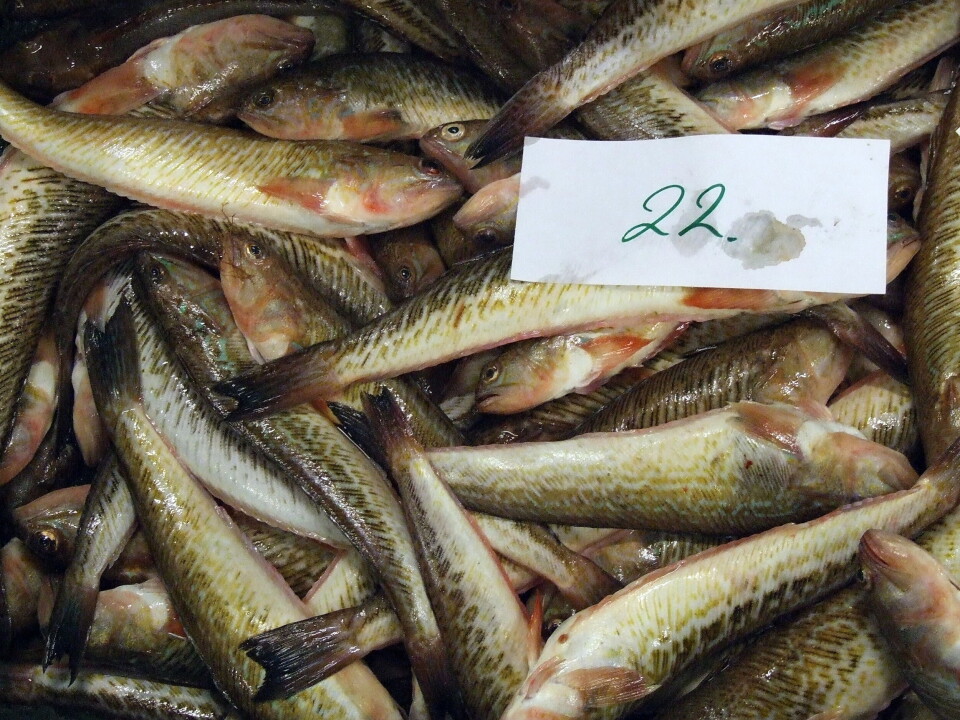 FISKEAUKSJON: På danske fiskeauksjoner omsettes det store mengder fjesing. FISKEAUKSJON: På danske fiskeauksjoner omsettes det store mengder fjesing.