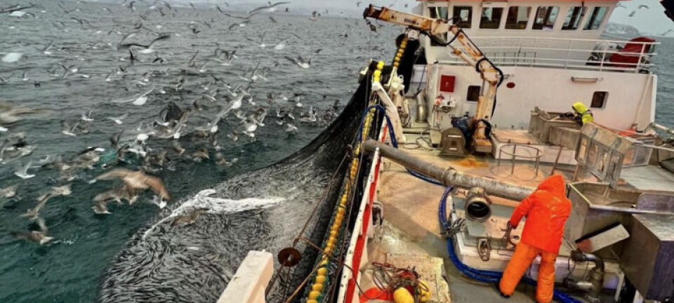 Fortsatt svart på tobisen og nordsjøsilda - noe bedring for kolmulefiskerne