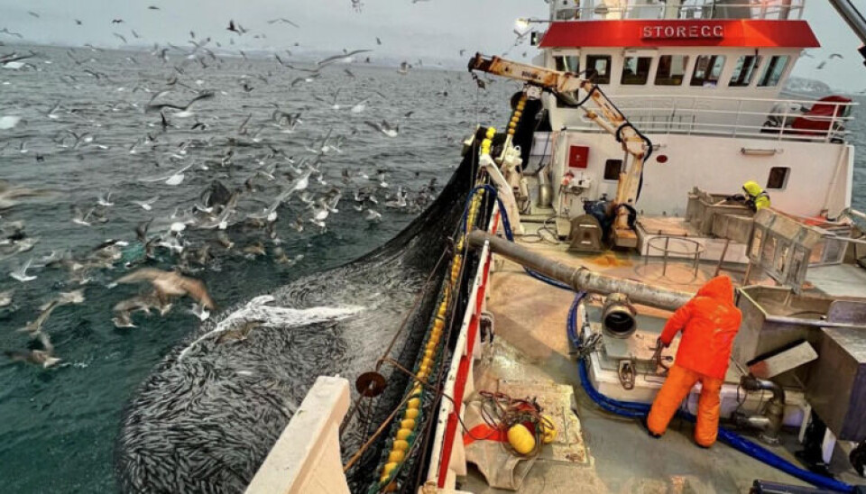 HAVETS SØLV: – De større fartøyene har tatt sine fangster utenfor fjordlinjene, og det ser ikke ut som silda har noe hastverk med å flytte på seg, opplyser Norges sildesalgslag i sin ukesrapport. HAVETS SØLV: – De større fartøyene har tatt sine fangster utenfor fjordlinjene, og det ser ikke ut som silda har noe hastverk med å flytte på seg, opplyser Norges sildesalgslag i sin ukesrapport.
