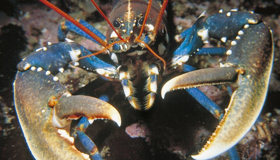 HUMMER: Den europeiske hummeren finnes helt nord til Ofoten og Lofoten. HUMMER: Den europeiske hummeren finnes helt nord til Ofoten og Lofoten.