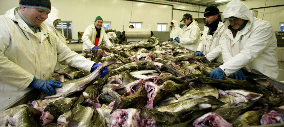 Laveste kvoteråd for torsk siden 2003