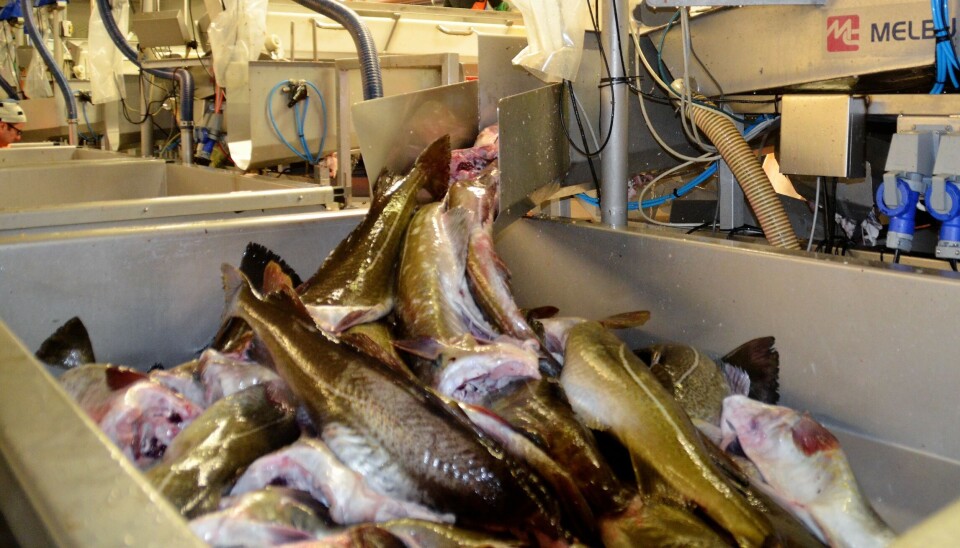 Kvoterådene for torsk, hyse, uer og blåkveite for neste år er alvorlig for hele fiskerinæringen.