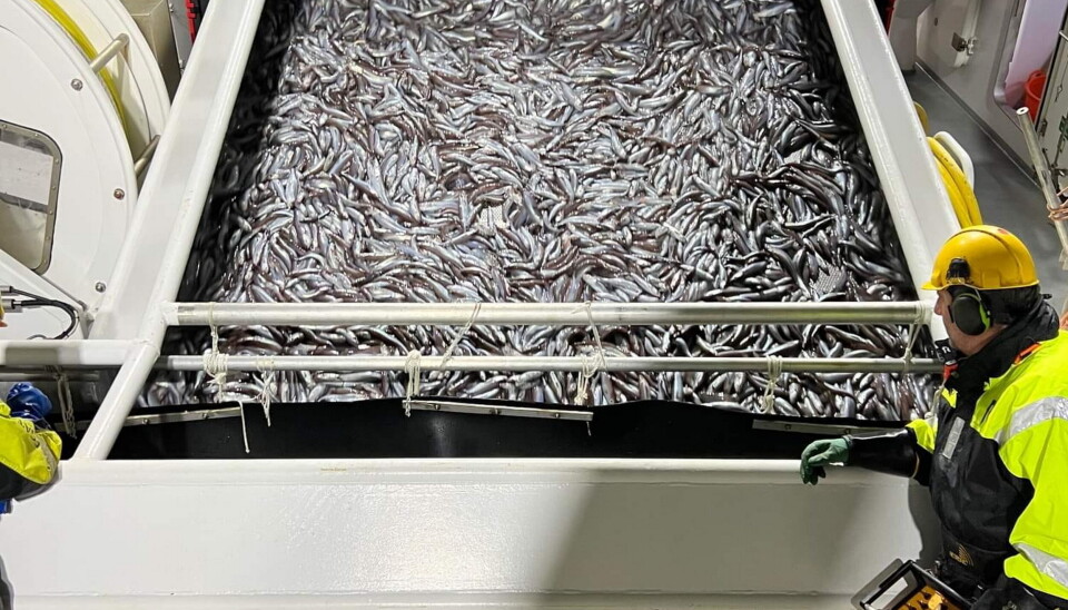 Det ble fisket betraktelig mindre kolmule i forrige uke kontra uken før.