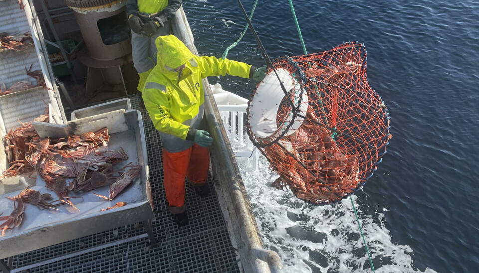 STANS: Om kun kort tid er årets snøkrabbefiske over for 2023. Årsaken til den tidlige stoppen, er stort fiske. Bilde for illustrasjon.