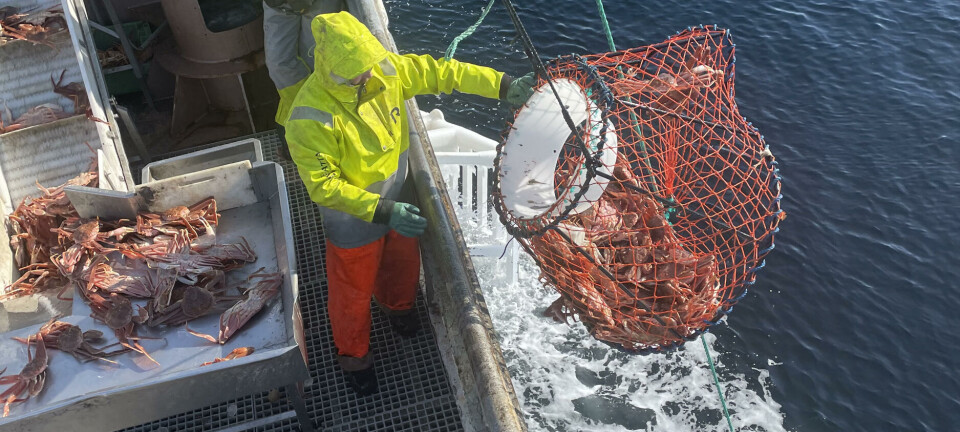 Rekordtidlig fangststopp for snøkrabben