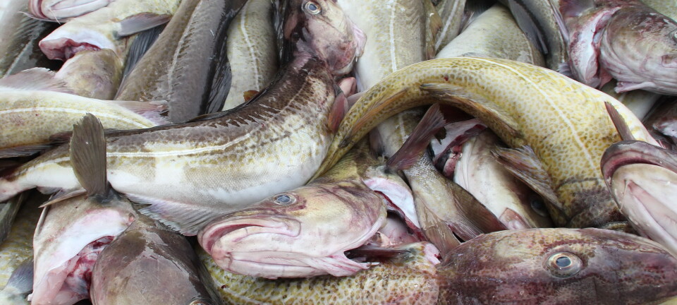 Foreslår dramatisk kutt i kvotene for torsk - også nedgang for hyse og blåkveite