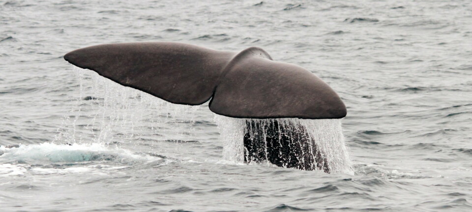 Hvalenes avføring flyter på overflaten, i motsetning til hos fisk og dyreplankton, hvor den synker til bunns.