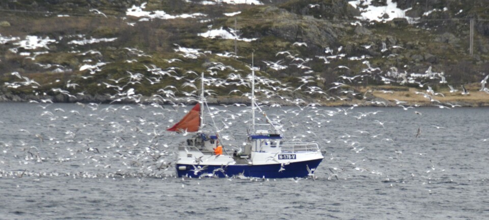 Årsbeste for torskefisket - Vesterålen på topp