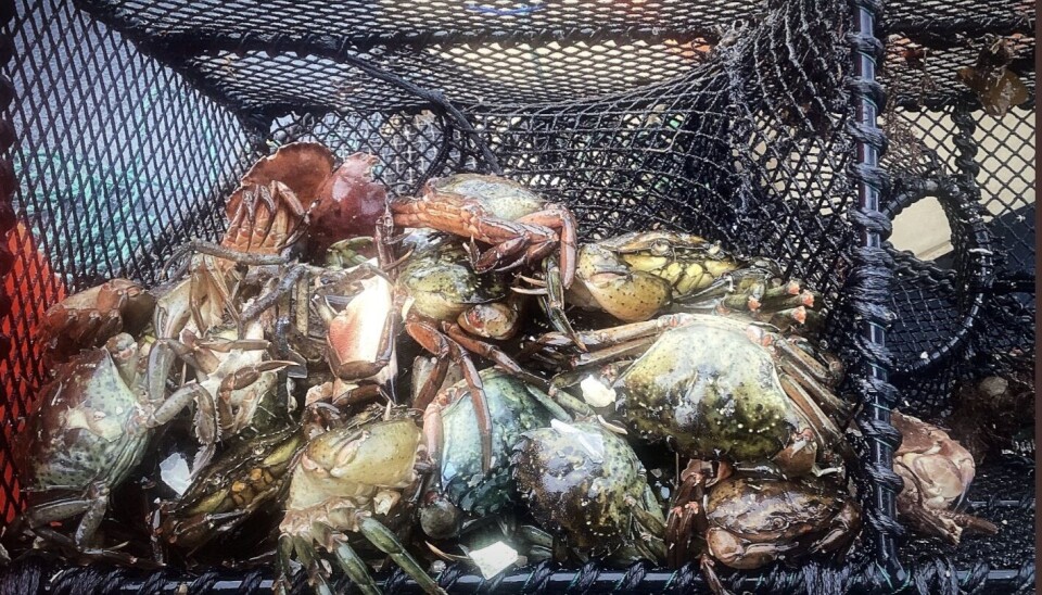 KRABBER: Store mengder krabbe var å finne i teinene.