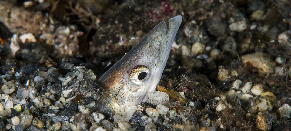 Fiskets gang: En del båter på feltene, men fortsatt beksvart fiske