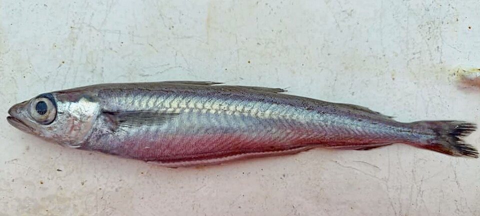 Den lille fisken kolmule gir mange pelagiske trålere store inntekter. Den lille fisken kolmule gir mange pelagiske trålere store inntekter.