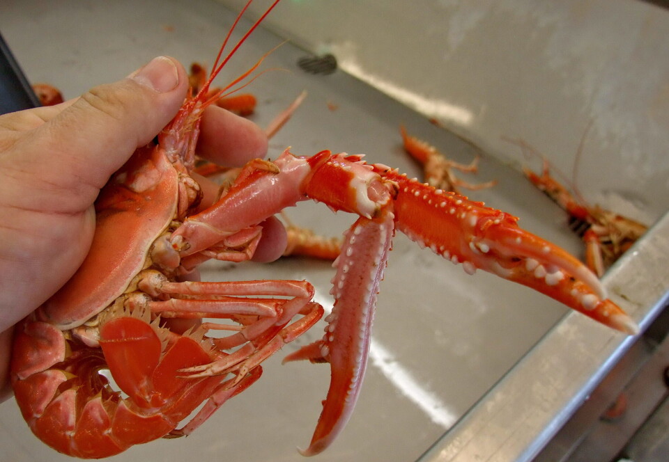 Både prisene og fangstene er svært gode til glede for de som fisker sjøkreps.