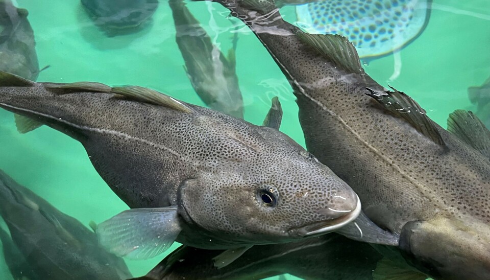 OPPDRETTSTORSK: Gyteklar stamfisk hos Nofima i Tromsø. Bilde for illustrasjon. OPPDRETTSTORSK: Gyteklar stamfisk hos Nofima i Tromsø. Bilde for illustrasjon.