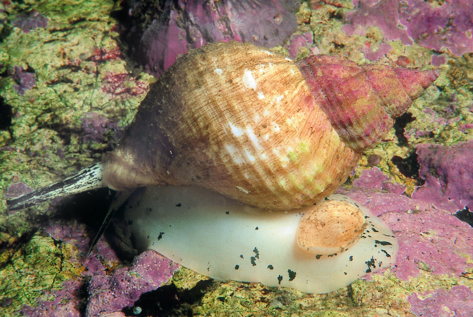 TEINEFISKE ETTER KONGSNEGL: Det er gjort mange forsøk på dette fisket i Norge, uten at det har blitt noen stor suksess.