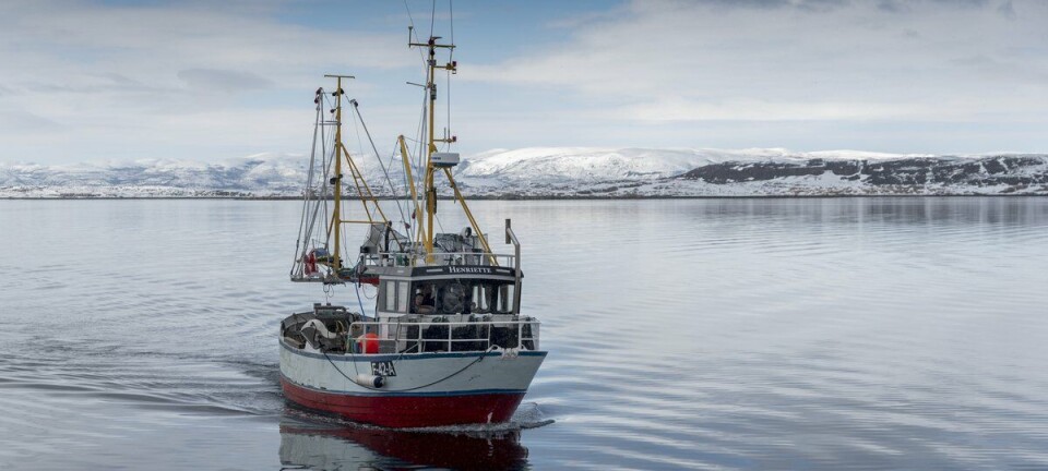 Havforskningen om teinefiske etter reker: – Kan bli lønnsom nisje som luksusprodukt