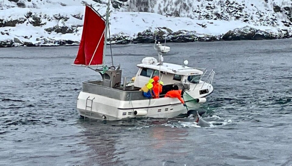 LOFOTEN: Hval rotet seg fast i garnlenke utenfor Moskenes. LOFOTEN: Hval rotet seg fast i garnlenke utenfor Moskenes.