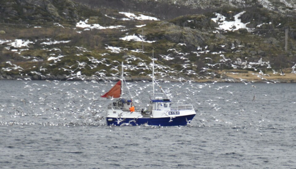 LOFOTEN: Det er fortsatt stor aktivitet i Lofoten, men flere har meldt inn at kvota er tatt. LOFOTEN: Det er fortsatt stor aktivitet i Lofoten, men flere har meldt inn at kvota er tatt.