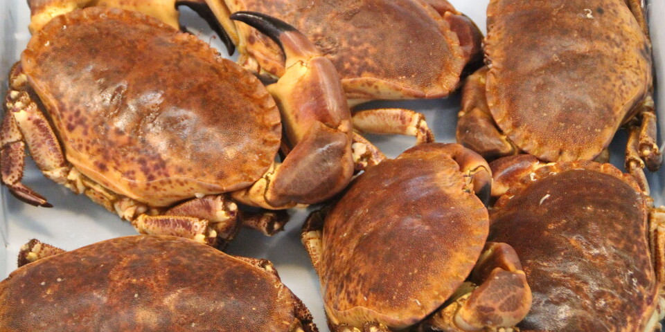 GOD INNTJENING: Er en villig til å jobbe knallhardt, kan taskekrabbe gi bra inntekter.