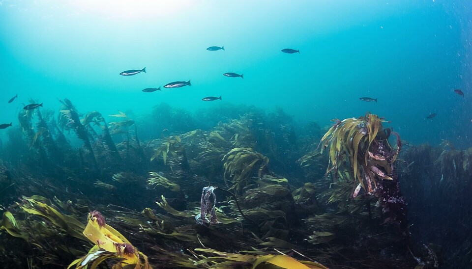HAVETS SKOG: Stortare trives ut mot havet og danner skoger langs norskekysten. HAVETS SKOG: Stortare trives ut mot havet og danner skoger langs norskekysten.
