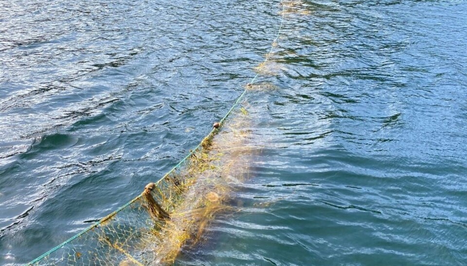 ILLUSTRASJONSFOTO: Flytegarn beslaglagt på Vestland. ILLUSTRASJONSFOTO: Flytegarn beslaglagt på Vestland.