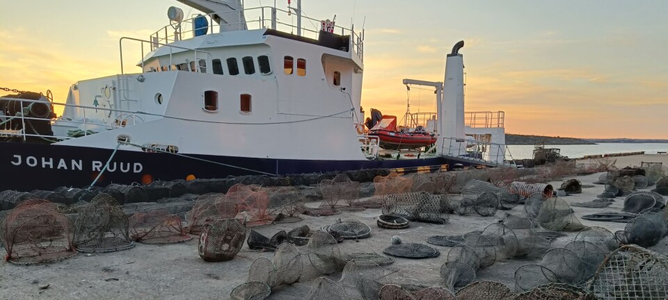 Havforskningen: 84 prosent av teinene i Skagerrak uten råtnetråd