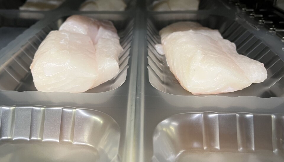 SKIN PACK: Slik ser det ut når den første fisken pakkes i ny, gjenvinnbar emballasje hos Gunnar Klo AS. – Denne teknologien vil også kunne brukes på kjøtt etterhvert, sier forsker Anlaug Hansen hos Nofima til Kystmagasinet.
