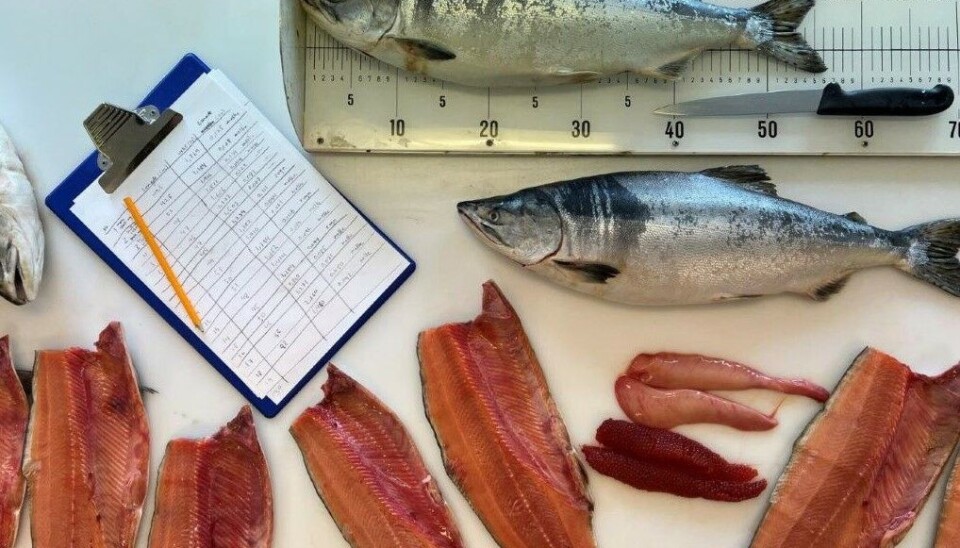 KUNNSKAP: Møreforskning har sammen med utenlandske forskere samlet kunnskap om pukkellaksen de siste årene. KUNNSKAP: Møreforskning har sammen med utenlandske forskere samlet kunnskap om pukkellaksen de siste årene.