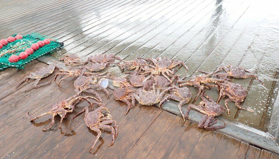 BESLAG: I en nylig aksjon beslagla kystvaktskipet «KV Bison» et større antall kongekrabbeteiner.