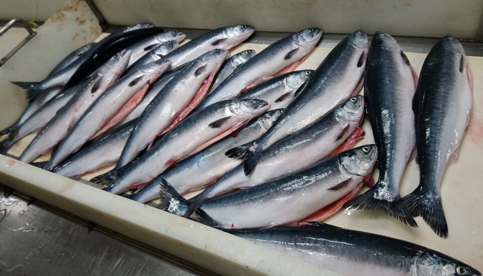 PUKKELLAKS: Ingen indikasjon på om det blir mer eller mindre pukkellaks i år.