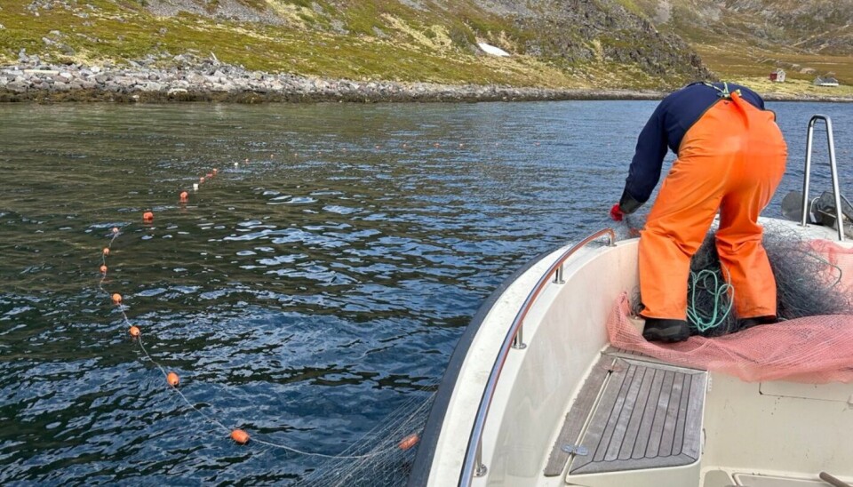 LAKSEOPPSYN: Flere garnlenker ble inndratt i forbindelse med lakseoppsyn i helga. Bildet fra helgas garnfangst. LAKSEOPPSYN: Flere garnlenker ble inndratt i forbindelse med lakseoppsyn i helga. Bildet fra helgas garnfangst.