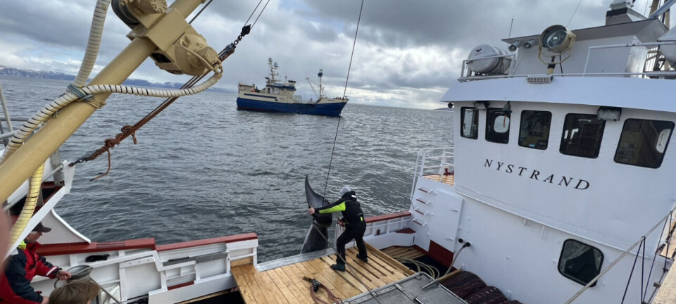 «Nystrand» med svært uvanlig fangst