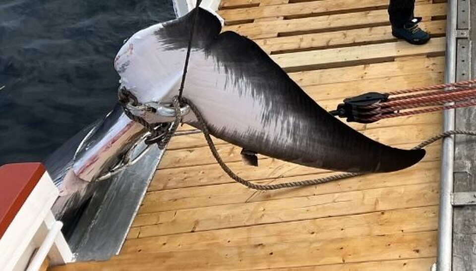 KVAL UTEN ROR: Slik så sporen ut. Skipper Nils Jørgen Nilsen mistenker at det kan være spekkhogger som har vært på ferde. KVAL UTEN ROR: Slik så sporen ut. Skipper Nils Jørgen Nilsen mistenker at det kan være spekkhogger som har vært på ferde.