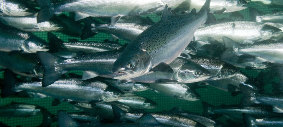 Over halvparten av alle laksemåltider i verden er norske - disse spiser aller mest: