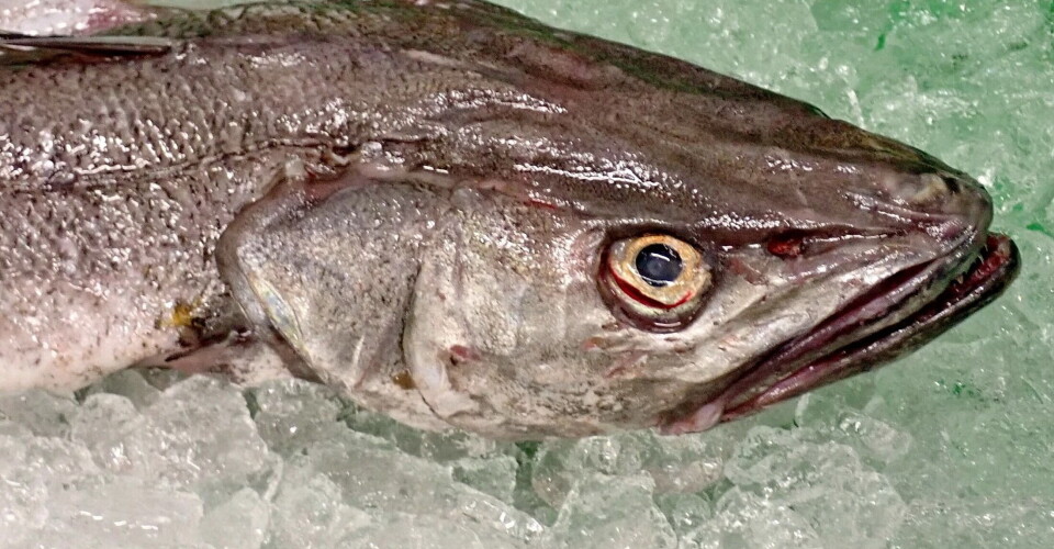 GODT BETALT: Med pris på fra rundt 40 til over femti kroner per kilo gir lysing raskt mynt i kassen.