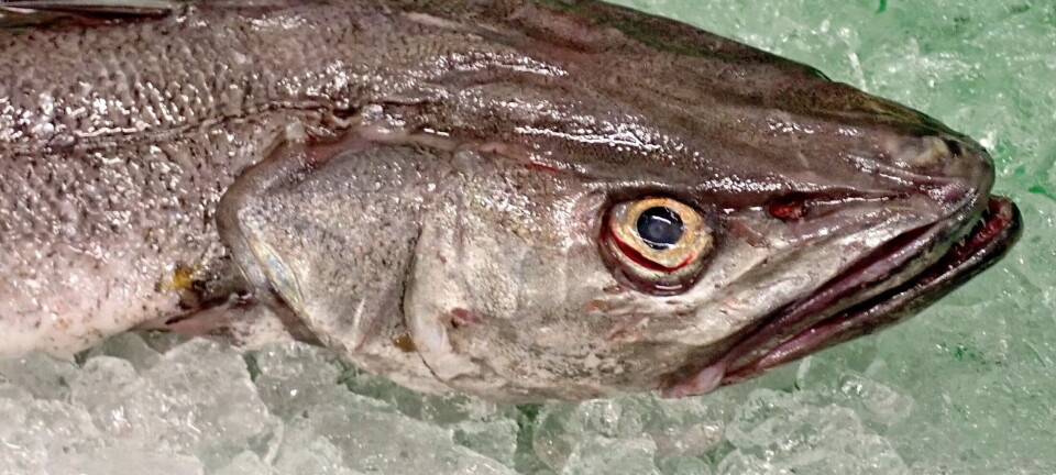 Denne fisken gir noen millioner i fangstverdi