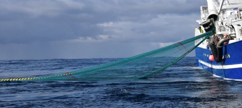 Seifisket i nord dominerer