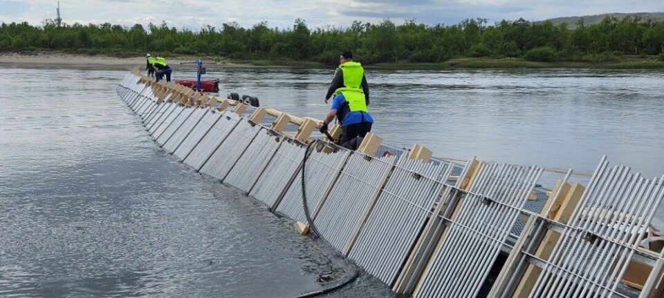 Kampen mot pukkellaksen er i full gang