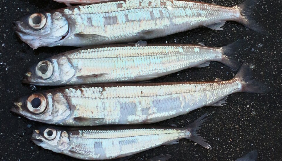 Vassilda er viktig råstoff til produksjon av fiskekaker, fiskepudding og andre farseprodukter.