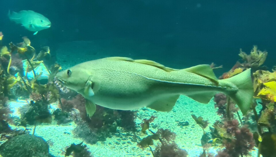 GODT FISKE: Sett per fiske/vareslag var det størst kvantum torsk som ble landet i forrige uke, tett fulgt av seien. GODT FISKE: Sett per fiske/vareslag var det størst kvantum torsk som ble landet i forrige uke, tett fulgt av seien.