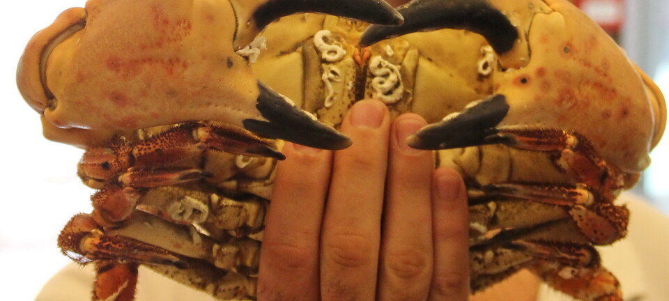 Nesten 200 000 tonn skalldyr til nå i år