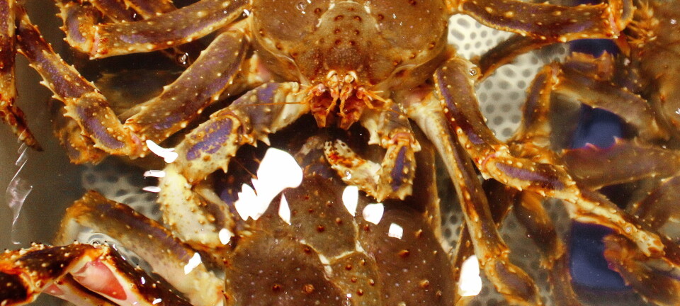 En båt har alene fisket 148 tonn kongekrabbe