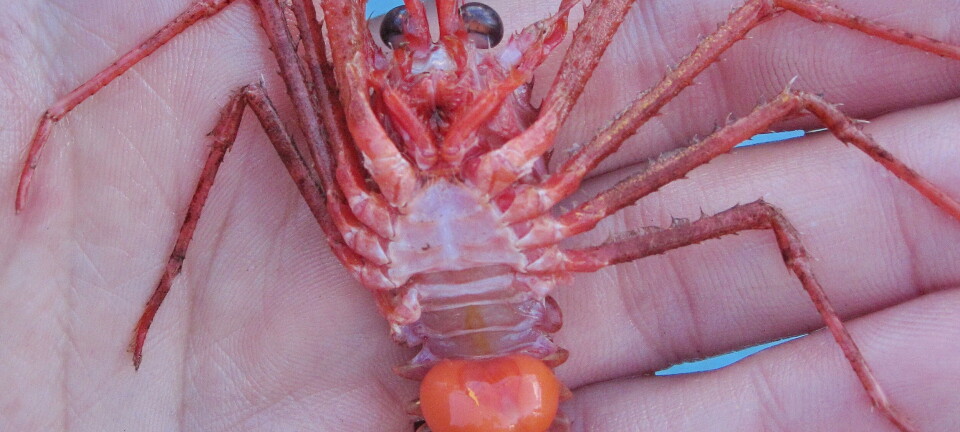 Fra 20 til 1000 kroner per kilo for samme art