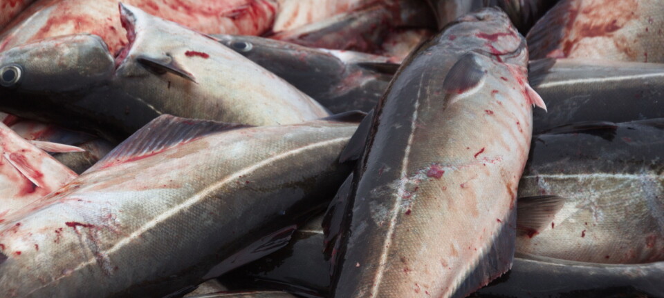 Vekst fylt med malurt i sør