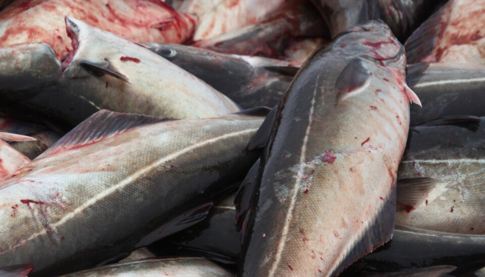 FORTSATT GODT: Det er fortsatt godt fiske etter seien i nord, viser tall fra Norges Råfisklag.