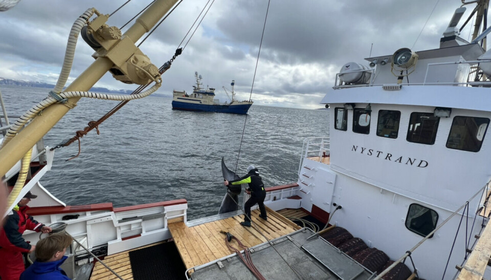 NEDGANG: I 2001 var det 33 båter med, men nå er det bare en tredjedel igjen. Omsetning av hvalkjøtt er den store flaskehalsen. Her fra fangst ombord på «Nystrand» av Røst utenfor Finnmark tidligere i år.