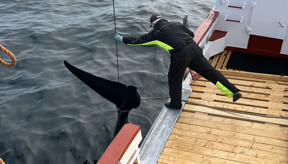 HEKTISK: Det er hektisk aktivitet i noen vår- og sommermåneder når kvalfangerne skal ta kvoten sin. Bildet er fra tidligere i vår, når «Nystrand» fikk en kval som bare hadde halve sporen igjen. Sannsynligvis er det spekkhogger som har vært på ferde. (Foto: Jørgen Andreassen)