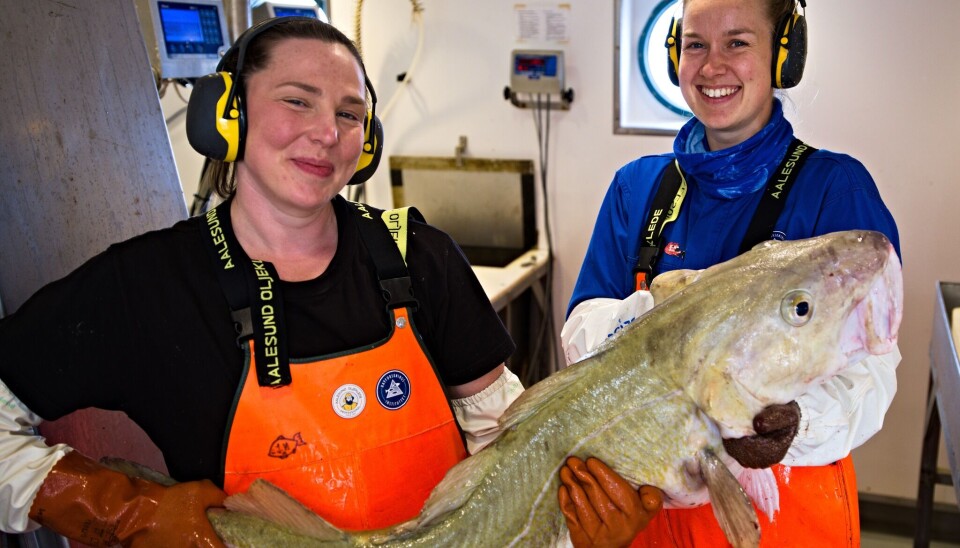 RUGG: Ingeniørene Susanne Tonheim og Elise Eidset holder den største torsken som kom fra den første delen av toktet. Denne karen er på 16 kilo. RUGG: Ingeniørene Susanne Tonheim og Elise Eidset holder den største torsken som kom fra den første delen av toktet. Denne karen er på 16 kilo.